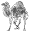  (image: http://st.pimg.net/perlweb/images/camel_head.v25e738a.png) 